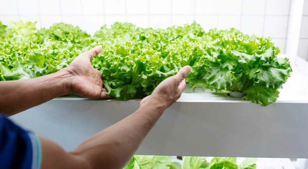 How-To-Grow-Vegetables-Year-Round-With-Hydroponic-Techniques-on-pinnacleweekly