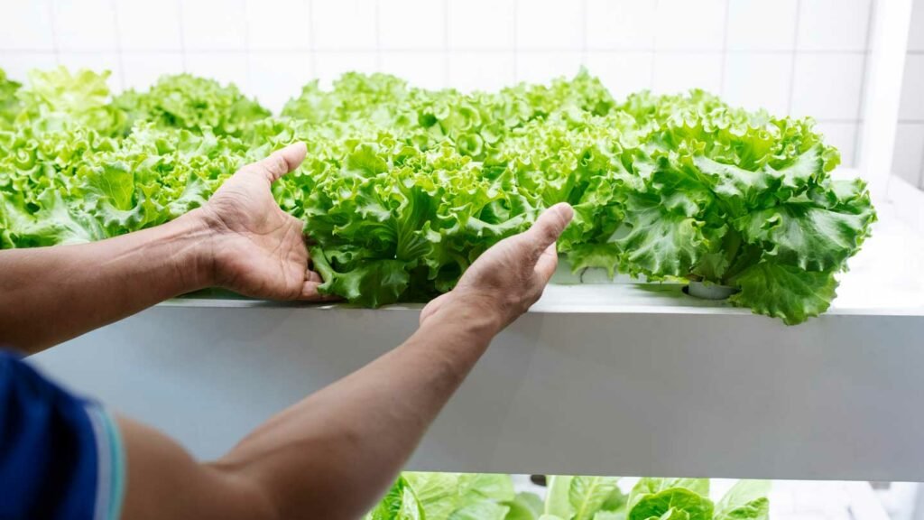 How-To-Grow-Vegetables-Year-Round-With-Hydroponic-Techniques-on-pinnacleweekly