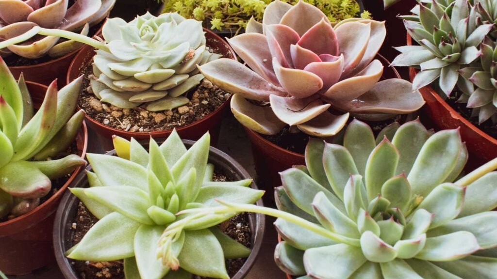 Succulent-Savvy---Essential-Care-Tips-For-Succulent-Plant-Enthusiasts-on-pinnacleweekly